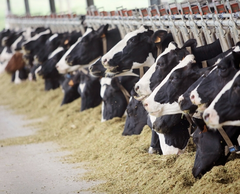 A probiotikus élesztő hatása a tejelő teheneknél