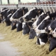 A probiotikus élesztő hatása a tejelő teheneknél