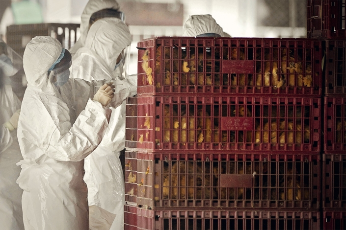 Mexikóba és Kínába is visszatért a madárinfluenza