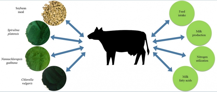 A mikroalgák megfelelő fehérjeforrást jelentenek a tehenek számára