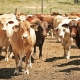 Amerikai-ausztrál csata a marhahúspiacon