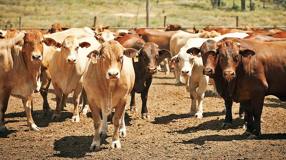 Amerikai-ausztrál csata a marhahúspiacon