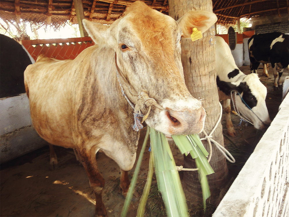 Az extrém szárazság miatt már cukornáddal etetik a teheneket Indiában