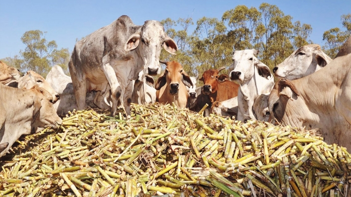 Az extrém szárazság miatt már cukornáddal etetik a teheneket Indiában