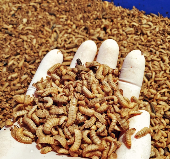 Gyors térnyerést jeleznek előre a rovaroknak a takarmánypiacon