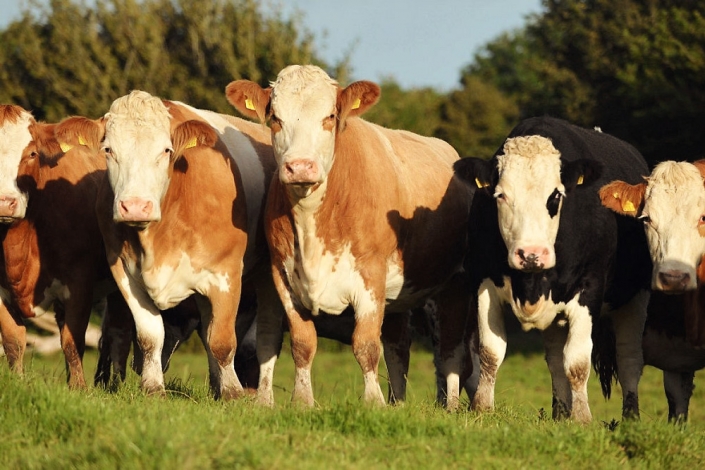Lucernaszéna hatása a húsminőségre, takarmányfelvételre és a növekedésre húsmarháknál