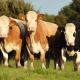 Lucernaszéna hatása a húsminőségre, takarmányfelvételre és a növekedésre húsmarháknál