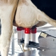 Mit mond a tej a tehenek egészségi állapotáról?