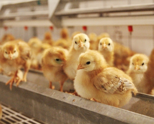 Probiotikumokkal növelhető a tojótyúkok termékenysége