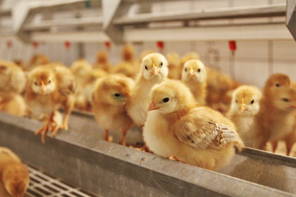 Probiotikumokkal növelhető a tojótyúkok termékenysége