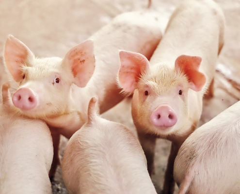 Zónázási program: az ASP ellenére is exportálhat húst Lengyelország